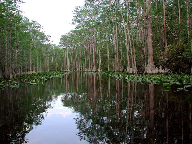 Okefenokee Swamp