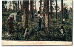 Okefenokee turpetine camp